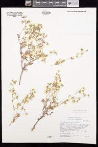 Emmenanthe penduliflora var. penduliflora image