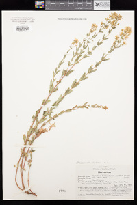 Hypericum scouleri image