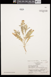 Mentzelia involucrata image