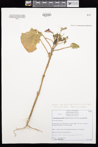 Proboscidea parviflora subsp. parviflora image