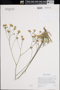 Chaenactis carphoclinia var. peirsonii image
