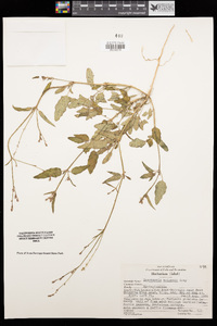 Boerhavia wrightii image