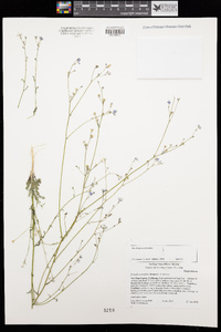 Saltugilia caruifolia image