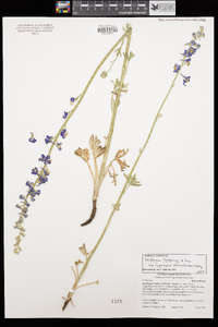 Delphinium hesperium subsp. cuyamacae image