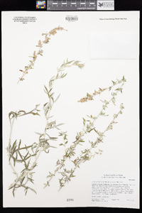 Artemisia ludoviciana subsp. incompta image