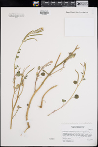 Chylismia cardiophylla subsp. cardiophylla image