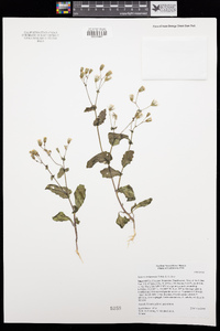 Senecio mohavensis image