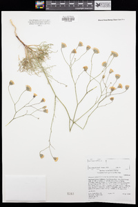 Chaenactis carphoclinia var. peirsonii image
