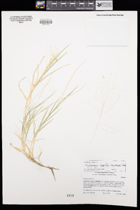 Muhlenbergia asperifolia image