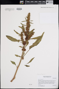 Rumex fueginus image