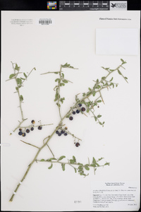 Ziziphus obtusifolia image