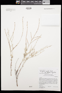 Eriogonum wrightii var. nodosum image