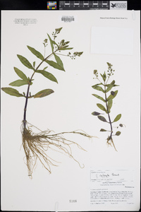 Veronica catenata image