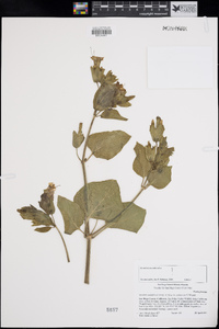 Mirabilis multiflora var. pubescens image