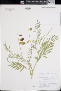 Astragalus douglasii var. parishii image