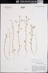 Cryptantha pterocarya var. pterocarya image