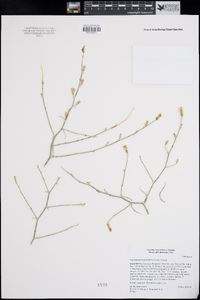 Stephanomeria pauciflora image