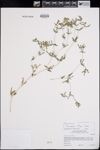 Mentzelia involucrata image