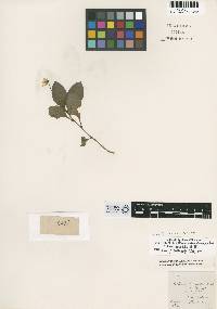 Image of Viola cerasifolia