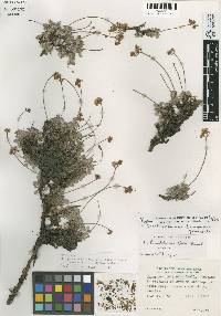 Eriogonum breedlovei var. shevockii image