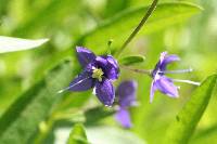 Veronica cusickii image