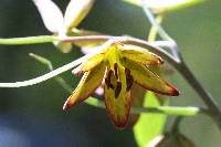 Fritillaria micrantha image