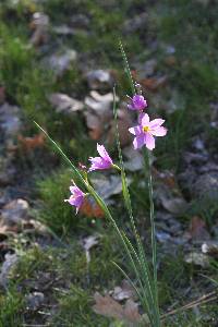 Olsynium douglasii image