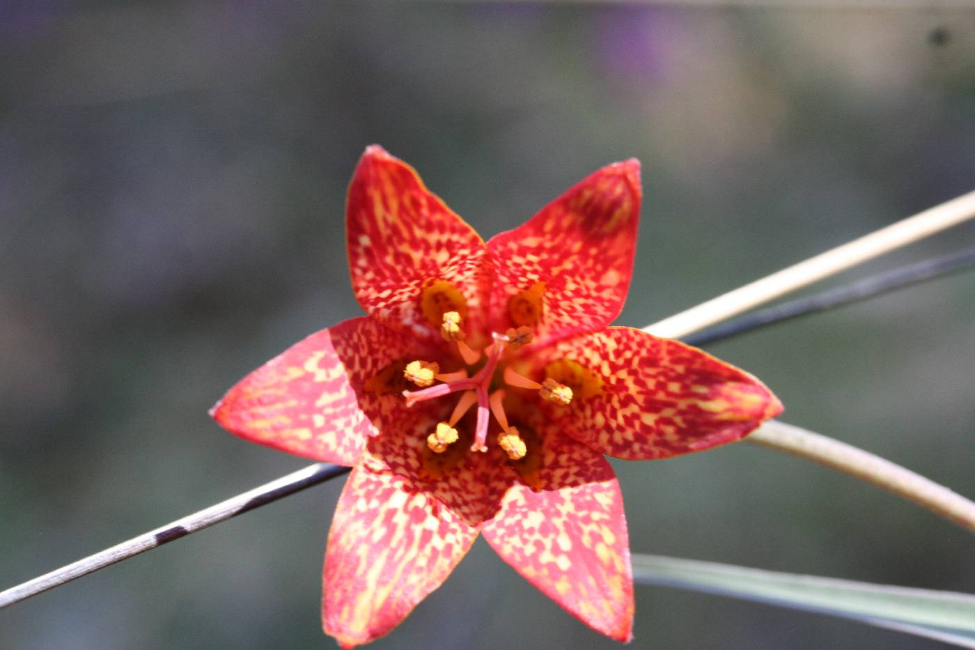 Fritillaria gentneri image