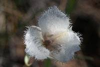 Calochortus tolmiei image