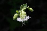 Silene campanulata image