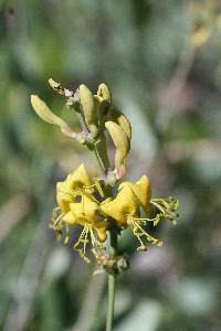 Lonicera interrupta image