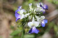 Collinsia grandiflora image