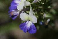 Collinsia grandiflora image