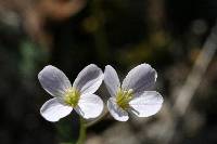 Cardamine nuttallii image