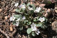 Howellanthus dalesianus image