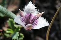 Calochortus elegans image