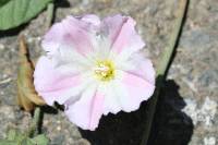 Convolvulus arvensis image