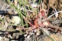 Eriogonum nudum image