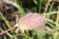 Geum triflorum image