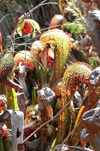 Darlingtonia californica image