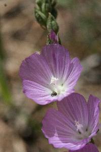 Sidalcea sparsifolia image