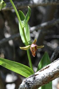 Epipactis gigantea image