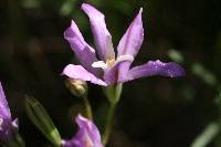 Brodiaea californica image