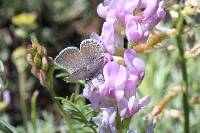 Astragalus whitneyi image