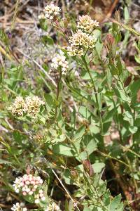 Comandra umbellata image