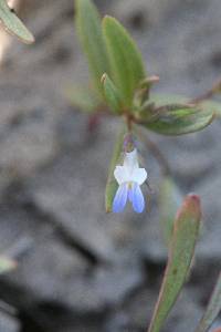 Collinsia parviflora image