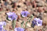 Phacelia distans image