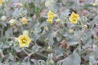 Physalis crassifolia image