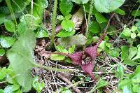 Asarum caudatum image