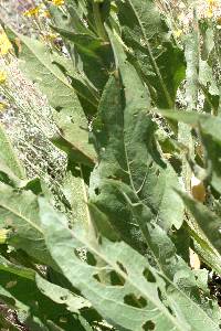 Wyethia angustifolia image